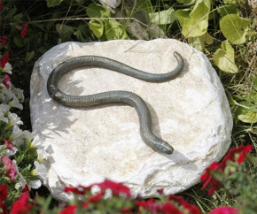 Bronzefigur Blindschleiche auf Flusskiesel Bronze Gartenfigur Rottenecker